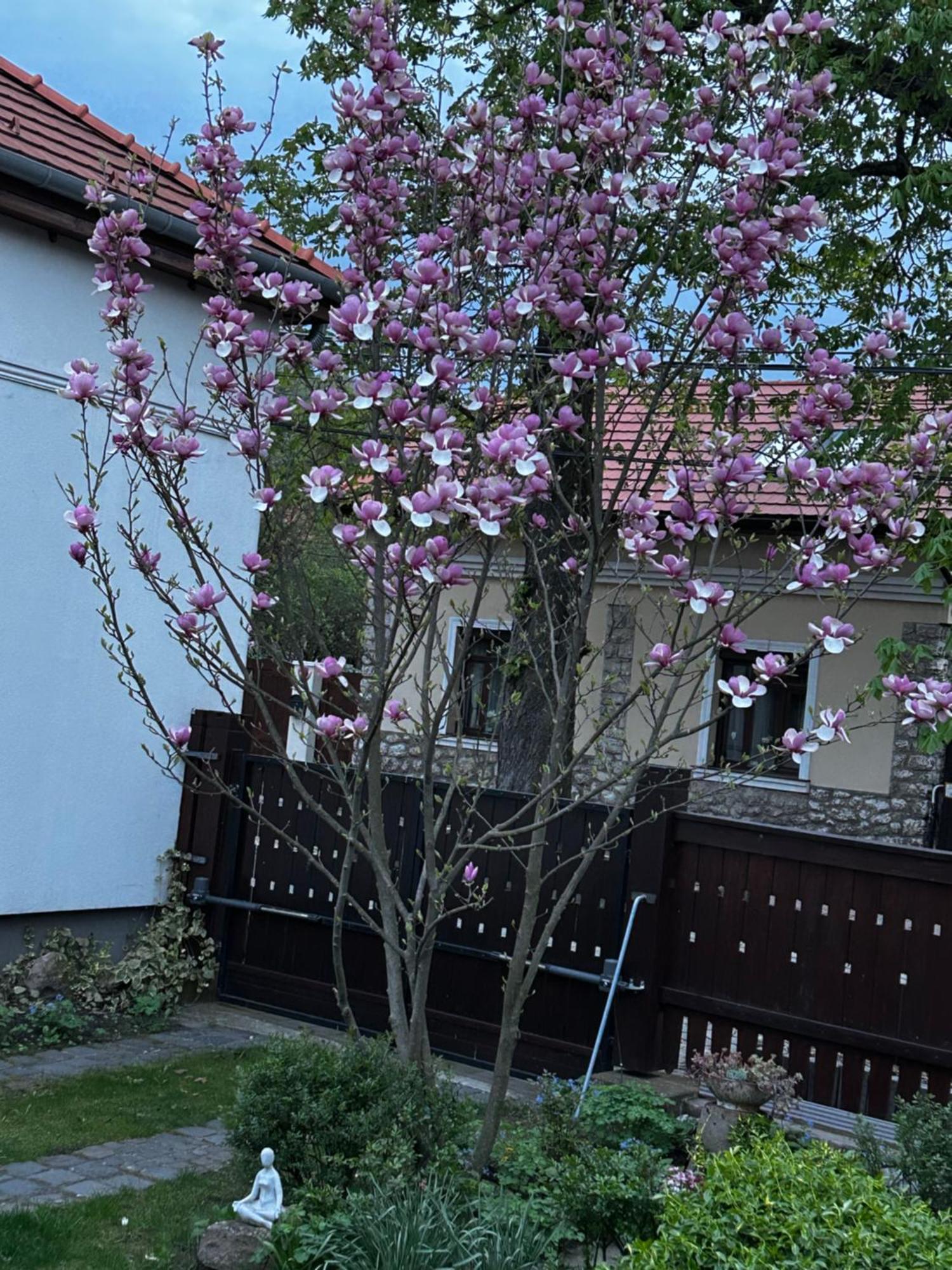 Magnolia Garden Apartment Mişcolţ Exterior foto