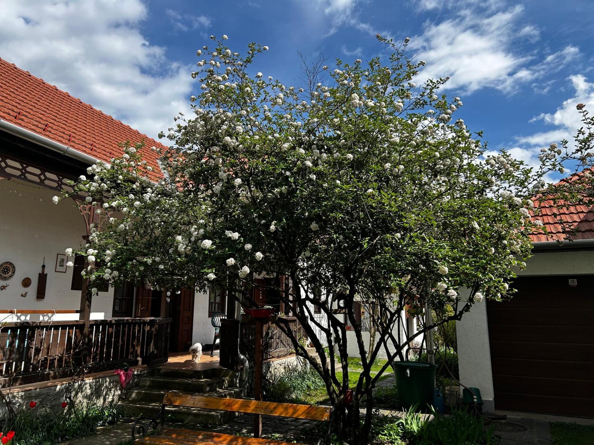 Magnolia Garden Apartment Mişcolţ Exterior foto